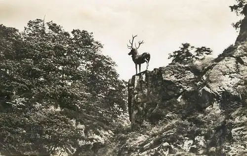 Germany postcard Schwarzwald Hollental