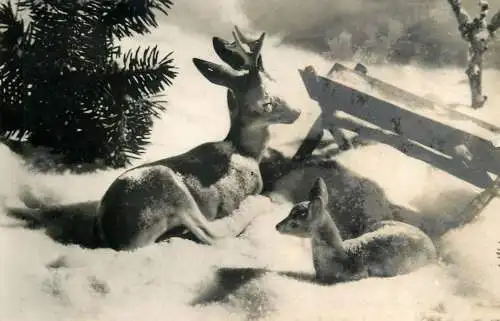 Christmas greetings deer photo