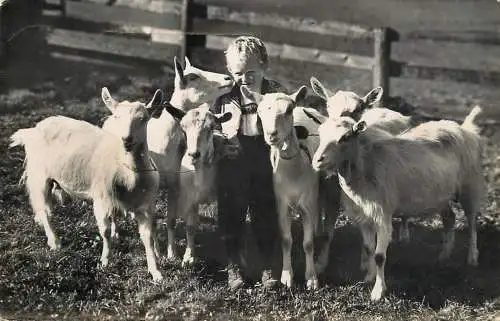 Postcard animals goats and small boy
