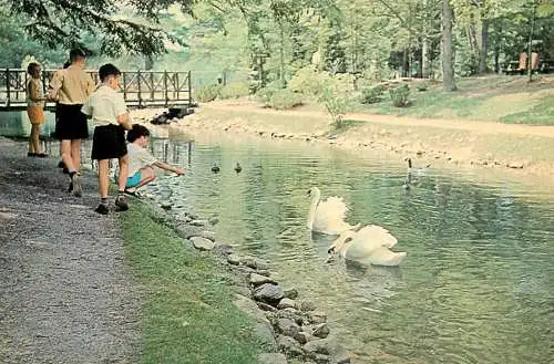 Postcard Canada zoo swans on lake in Provincial park