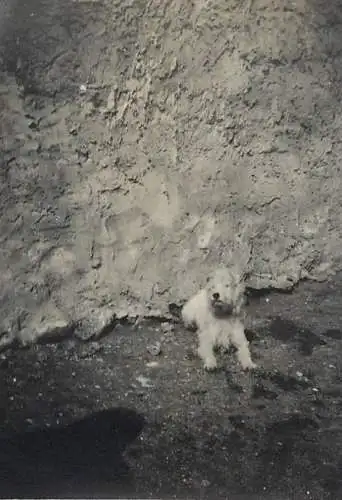 dog real photo