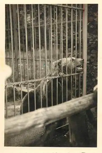 Animals bear snapshot photo 1936