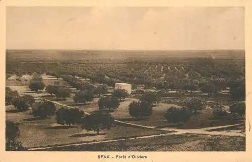 Postcard Tunisia Sfax foret d'Oliviers