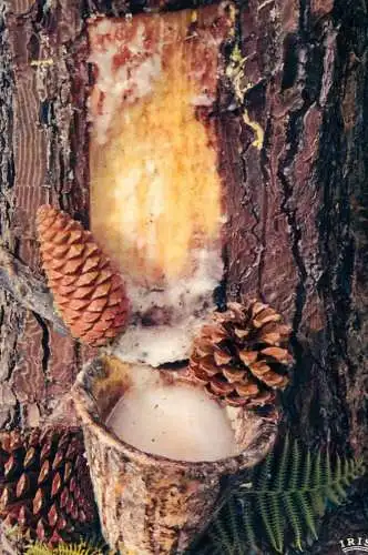 France Pays Landais Pot de resine