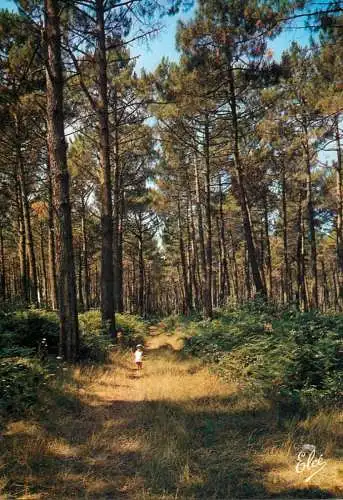France La Lande Promenade dans le foret