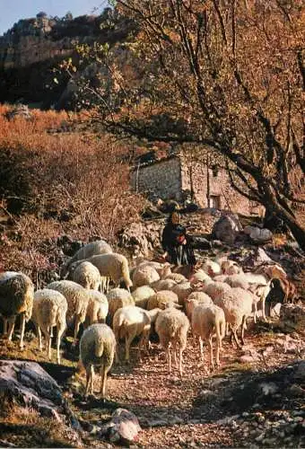 France Belle Provence troupeau de mutons au printemps