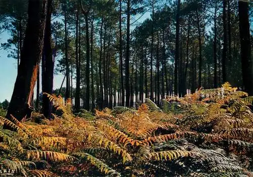 France Sous-Bois Landais