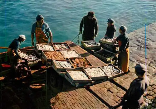 France La Turballe Debarquement de poisson apres la peche