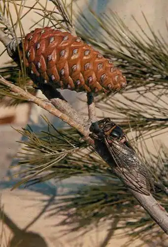 Cicada & Acorn detail view