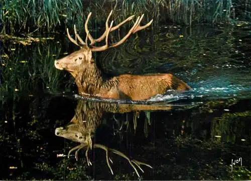 Dans les forets de France par Barbier Petit cerf dans le lac photo