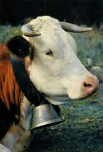 Cow head detail aspect
