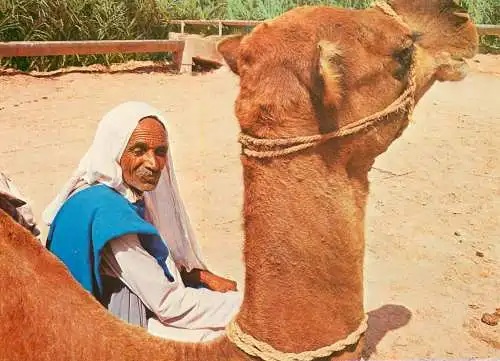 Tunisia camel driver resting