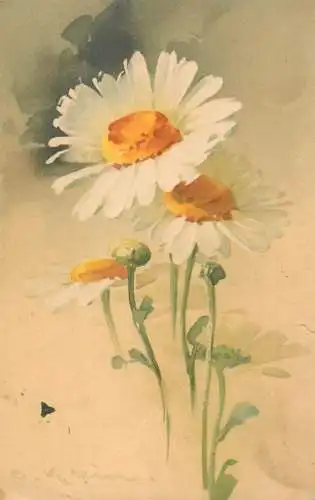 Fleurs illustrateur C. Klein drawn daisy flower
