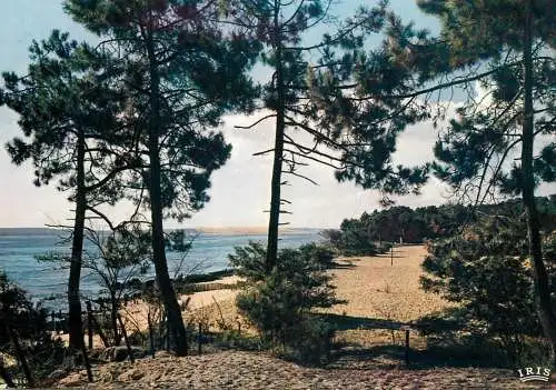 France Bassin d'Arcachon foret