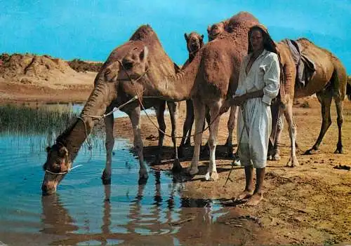 Tunisia Ile de Djerba route du Diorf man watering camels