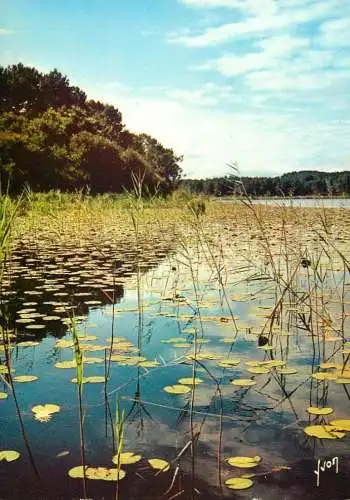 France Les Landes Nenuphars sur un Lac Landais