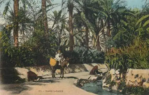 Africa postcard oasis scne and bedouin on donkey
