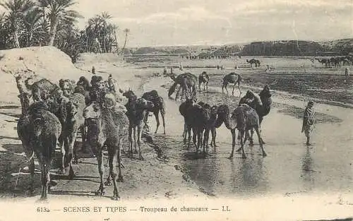 Africa postcard Algeria camels and oasis