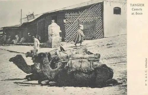 Africa postcard Morocco Tanger camels at Soco