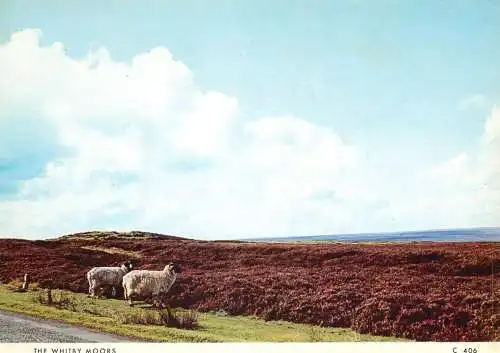 Postcard United Kingdom Scotland Whitby Moors