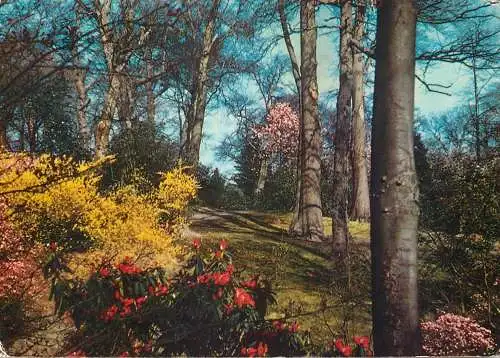 Postcard United Kingdom England Windsor Great Park 1979