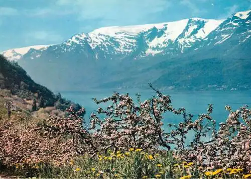 Postcard Norway Fruitblossom time in Ullensvang 1968