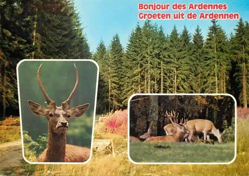 Postcard Belgium Ardennes stag and deers