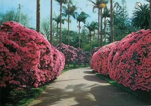 Postcard Portugal Acores San Miguel Furnas Parque do Hotel Terra Nostra