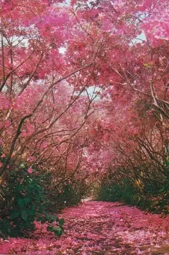 Postcard Portugal Acores Pinhal da Paz Azaleas