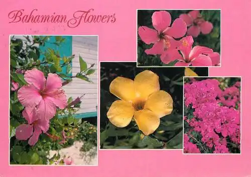 Postcard Bahamas flowers