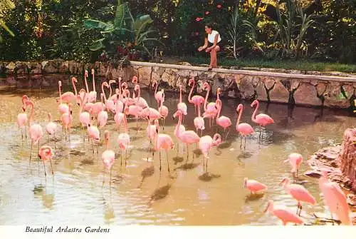 Postcard Bahamas island Nassau Ardastra gardens flamingos