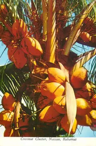 Postcard Bahamas coconut cluster Nassau