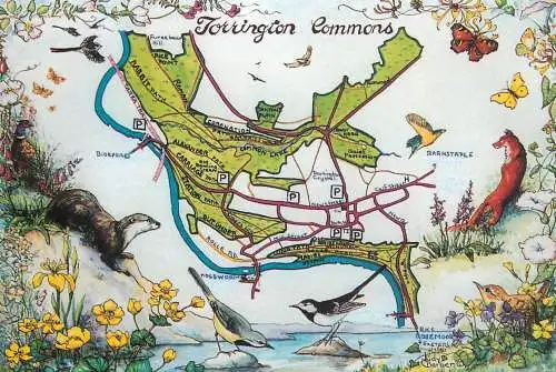 Postcard United Kingdom England Torrington Commons