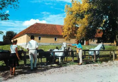 Postcard Slovenia Lipica Sezana