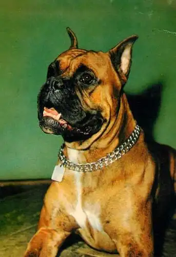 Postcard animals dog boxer