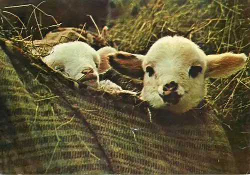 Postcard animals lambs