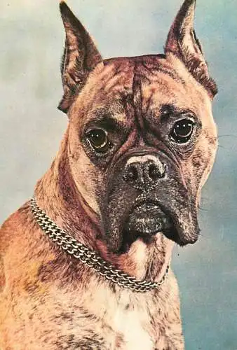 Postcard animals dog boxer