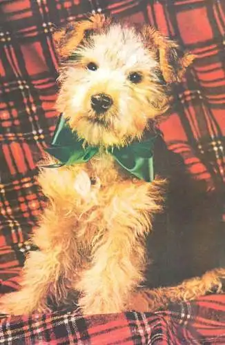Postcard animals dog and bow tie