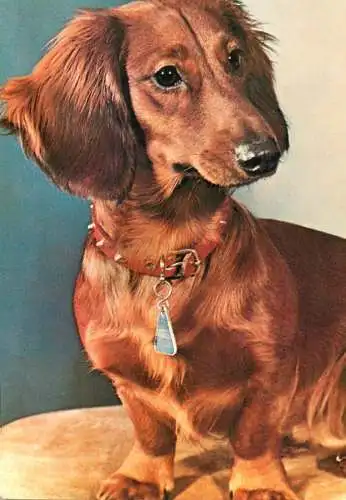 Postcard animals dog Teckel