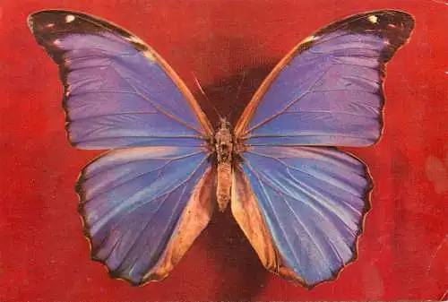 Postcard animals butterfly History national history museum morpho mineiro Brasil