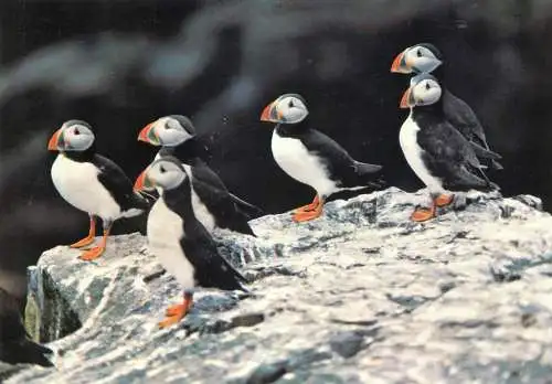 Postcard animals penguin Puffin 1988