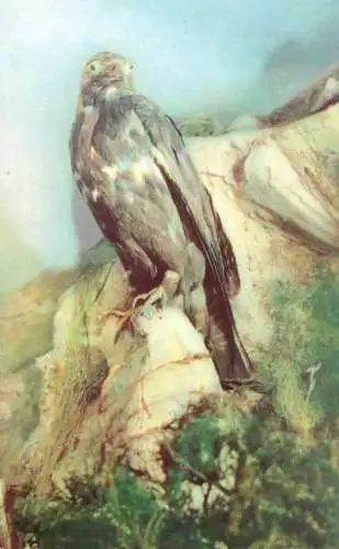 Postcard animals vultur aquila aquila chrysaetos Maximafilie 1969