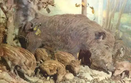 Postcard animals wild boars and cubs sus seropha atthila 1969
