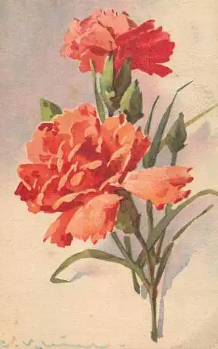 Postcard artist C. Klein carnation flowers