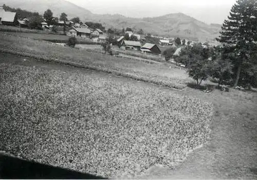 Photo Romania 9 x 12 cm Manastirea Humor 1965