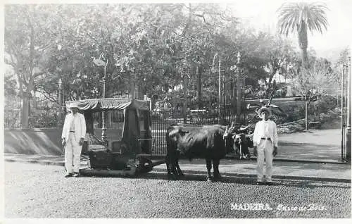 Madeira Funchal carro de bois
