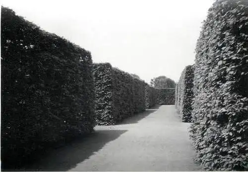 Scenic photo 9 x 12 cm 1965 Setany promenade maze