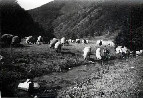Romania scenic photo 9 x 12 cm 1965 landscape with sheeps