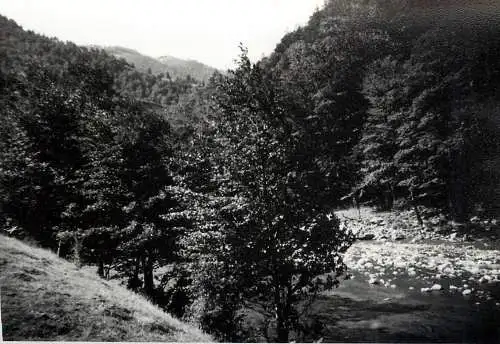 Romania scenic photo 9 x 12 cm 1965 river banks and forest