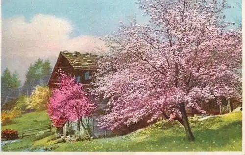 Fine art postcard painting bloomed flower and chalet